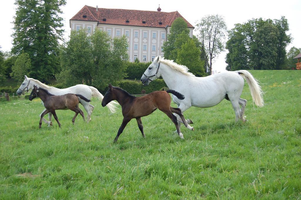 Ferienwohnungen Perhofer Birkfeld 외부 사진